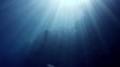 Coral and fish in the Red Sea, Egypt
