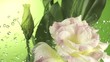 Blossom white flower under raindrops on green background