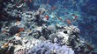 Coral and fish in the Red Sea, Egypt