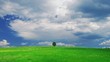 Video: Lonely tree on a meadow against sky with clouds Lonely tree on a meadow against sky with clouds
