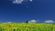 Video: Single lone tree Single lone tree