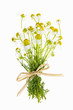 Chamomile flowers on white