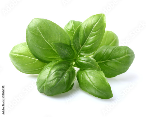 Photo: Basil leaves in closeup Basil leaves in closeup