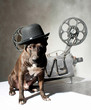 Foto: Dog and cinema Dog and cinema