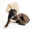 Dog in the fur cap