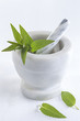 Phytothérapie - Menthe Bergamote ou Citronnée