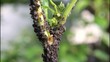 Aphid
