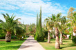Photo: beautiful avenue with palm trees and cypresses beautiful avenue with palm trees and cypresses