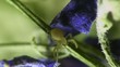 Small spider macro