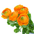 Photo: pack of orange ranunculus flowers pack of orange ranunculus flowers