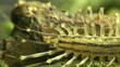 Myriapoda macro