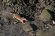 Rat of the Douro with a crab