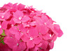 Hortensia bonita flor de jardin en primer plano sobre blanco