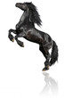 Black Stallion Isolated On White