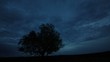 alone tree in field under moving clouds