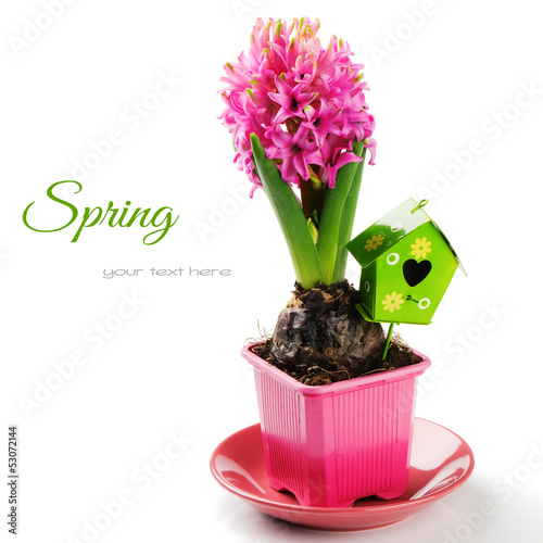 Photo: Spring setting with pink hyacinth Spring setting with pink hyacinth