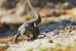 Water monitor