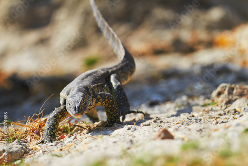 Photo: Water monitor Water monitor