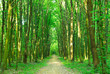 Green trees Sunny day in the forest