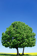 Lonely tree on the background of the blue sky