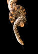 Isolated bullsnake