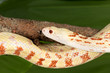 Foto: Adult snake Adult snake