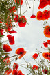 Photo: Poppy field from low angle Poppy field from low angle