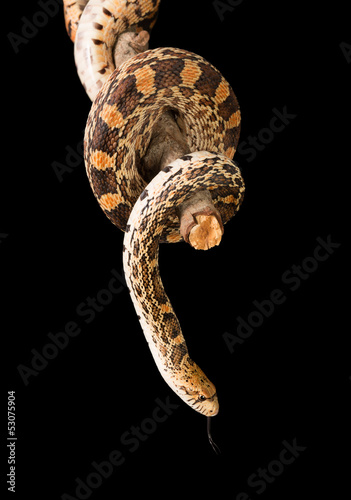 Photo: Isolated bullsnake Isolated bullsnake