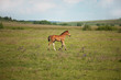 Little foal running on the field