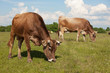 Cows walk through a meadow and eat grass