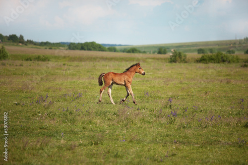 Photo: Little foal running on the field Little foal running on the field