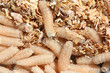 maggots of fly