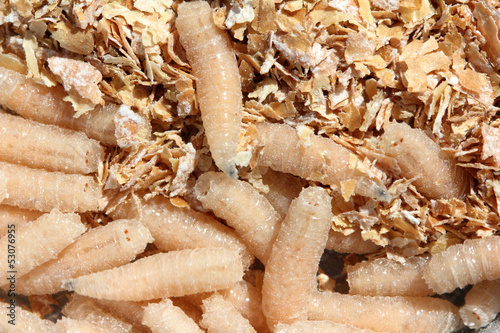Photo: maggots of fly maggots of fly