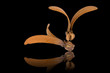 Two-winged fruits of Dipterocarpus isolated on black background