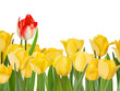 Yellow tulips and one red. EPS 8