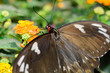 Farfalla femmina Cairns Birdwing - Ornithoptera euphorion