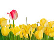 Yellow tulips and one red. EPS 8