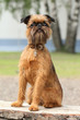 Brussels Griffon dog portrait on wooden bench