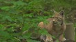 Luchs