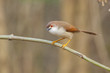 Yellow-eyed babbler with clear background,thailand