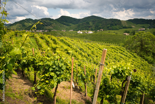 Photo: Vigneti di prosecco Vigneti di prosecco