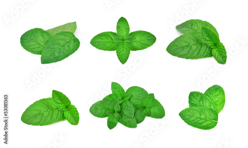 Photo: Collage fresh mint Collage fresh mint