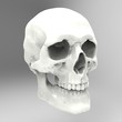Illustration: Head Human Skull realistic Head Human Skull realistic
