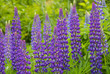 Photo: Lupinen Lupinen