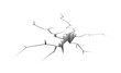 Cracked ground