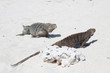 Photo: Cyclura nubila, Cuban rock iguana, Cuban ground iguana Cyclura nubila, Cuban rock iguana, Cuban ground iguana