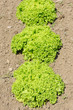 Lettuce