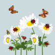 Ladybird
