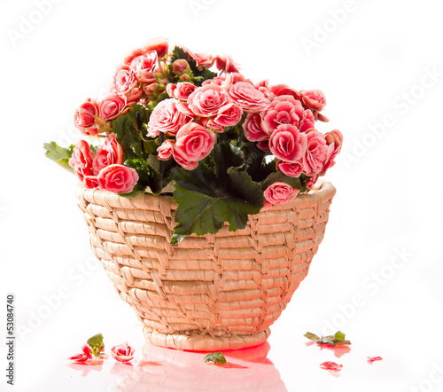 Photo: Pink begonia in basket Pink begonia in basket