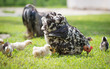 Foto: hen with chicks hen with chicks